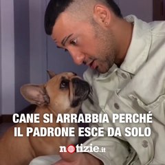 Ohana si arrabbia perché il suo padrone Roccuzzo esce da solo