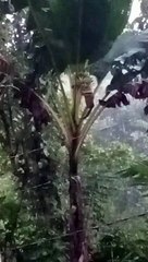 Berani Sekali Tupai Satu Ini