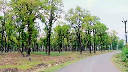 The Big Jungle of Nepal , jungle of gaidahawa taal in rupandehi