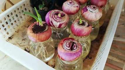 Dark fungus on my red garlic