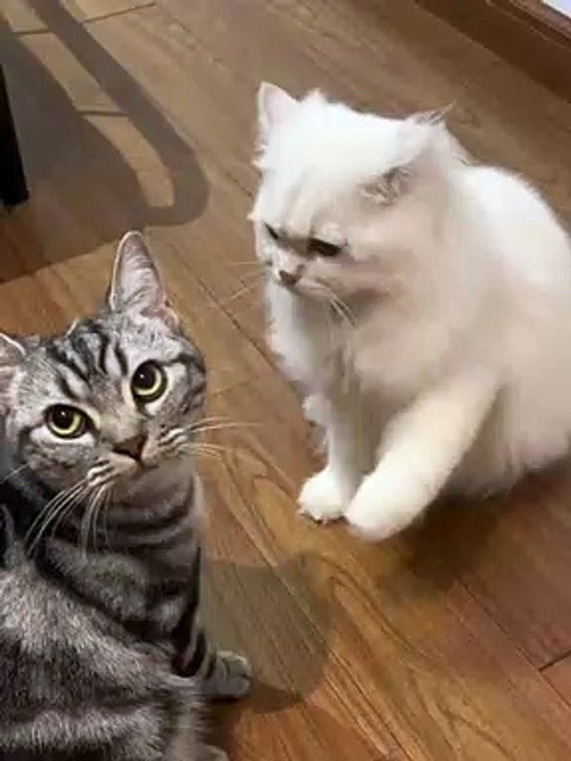 Cats Fighting Each Other | Cat Funny Moments | Cute Pets | Funny Animals #animals #pets #cats #cat