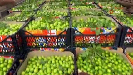 Bursa’nın meşhur erik ve kirazı halde yerini aldı