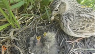 Fighting for Survival The Mother Sparrow's Struggle to Provide in the Field!