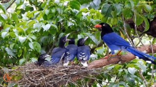 Serendipitous Encounters A Taiwanese Blue Magpie Family's Sanctuary at Jianshi Township's Private Hot Spring Club_