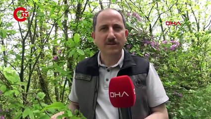 Karadeniz'de 'katil arı'ya karşı 1200 yok edici böcekle mücadele