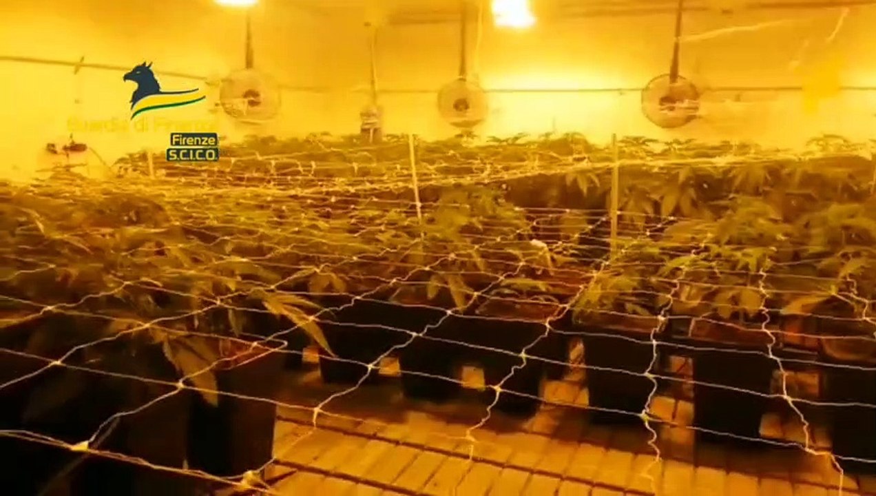 Sequestrati 700 chili di droga: arresti tra Firenze e Prato. Coinvolto anche un commercialista