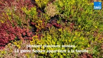 Roland Motte, jardinier : le sedum, la plante chameau