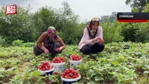 Karadeniz Ereğli'de Osmanlı çileği tezgahlardaki yerini almaya başladı