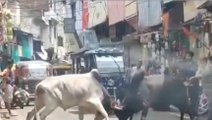 Viral: पशु मुक्त शहर के बीच बाजार में सांडो ने मचाया तांडव,देखें Video