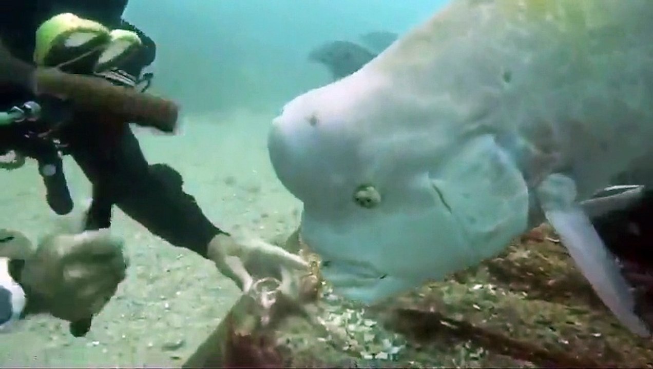 Un poisson est vraiment très impatient de manger un coquillage décroché par un pêcheur