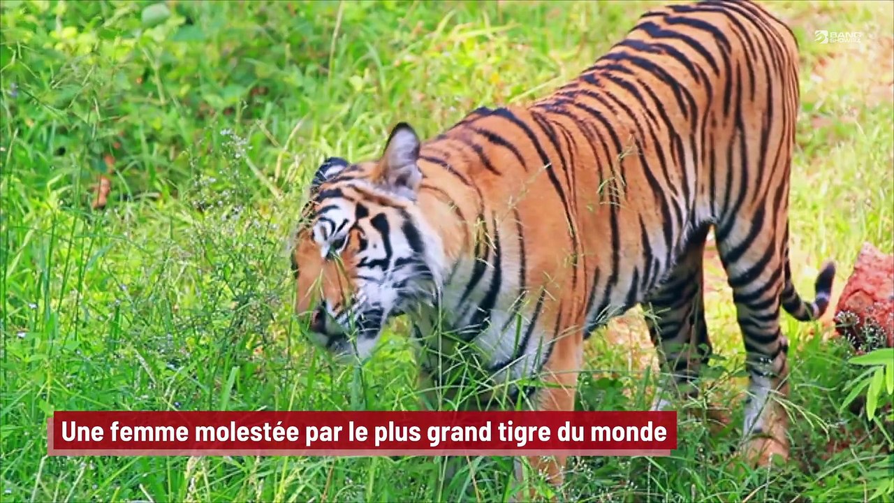 Une femme molestée par le plus grand tigre du monde !