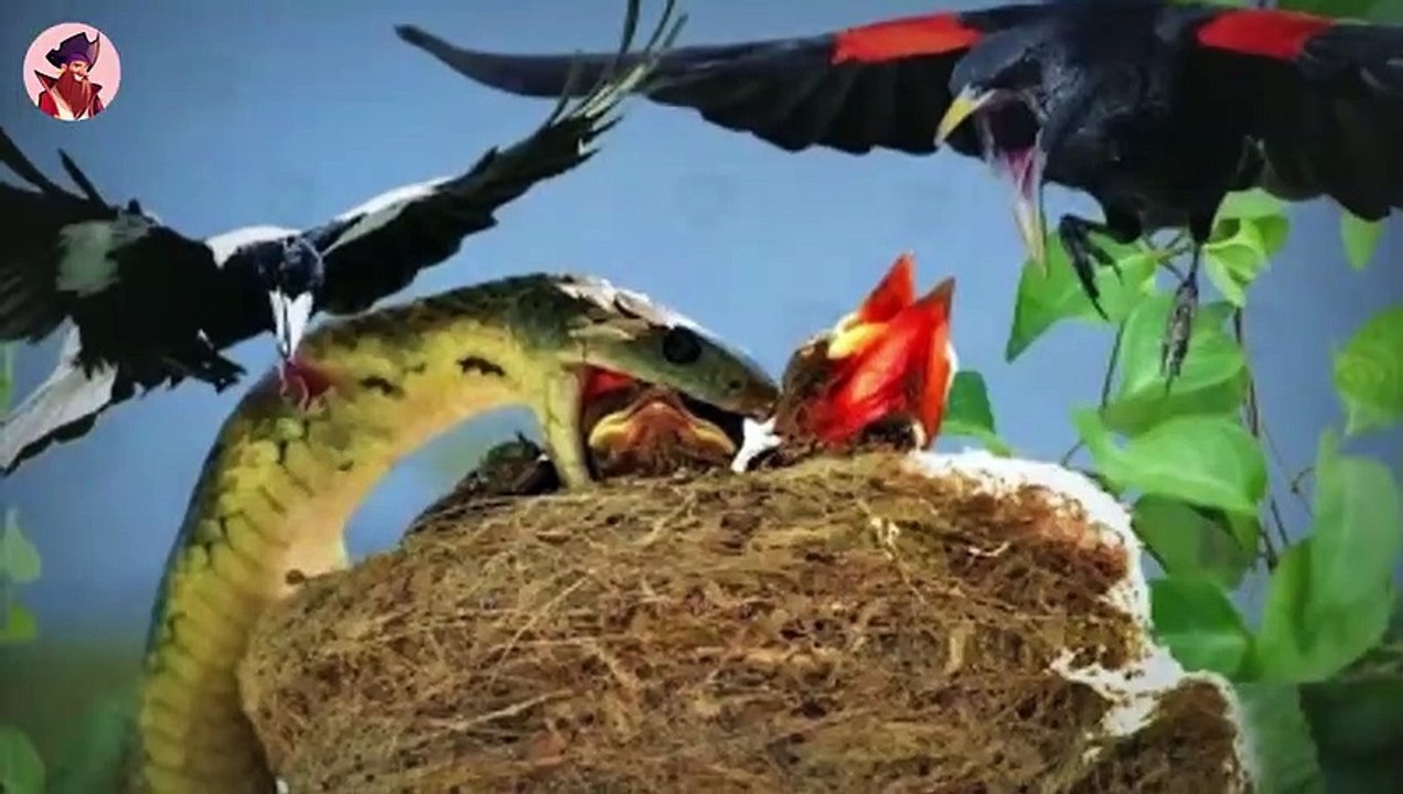 15 Tapfere Mütter, Die Wütend Tiere Angreifen, Um Ihre Babys Zu Beschützen