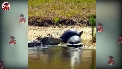 Download Video: Tiere, Die Ihr Leben Riskieren Nur Um Einen Schluck Wasser Zu Trinken