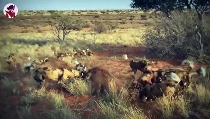 Download Video: 15 Tiere, Die Sich Gegenseitig Angreifen Und Töten, Weil Sie Ihr Territorium Betreten Haben