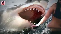Die Besten Hai Angriffe, Die Jemals Mit Der Kamera Aufgenommen Wurden