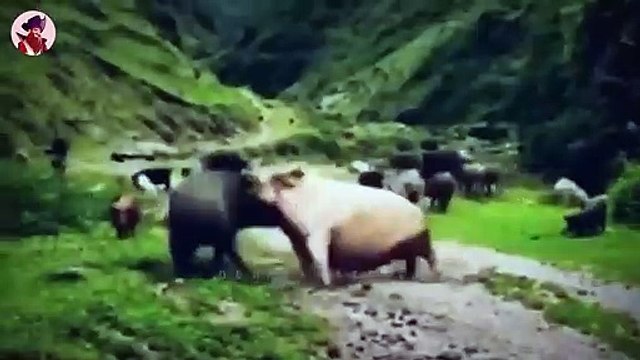 Die 45 besten Momente der Raubtierjagd im tropischen Grasland