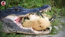 Die Besten Jagdmomente Von Alligatoren Und Krokodilen Mit Der Kamera Aufgenommen