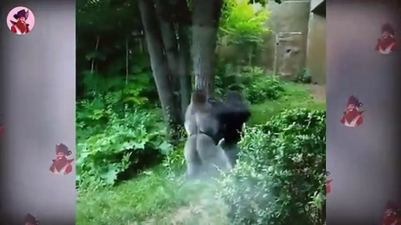 Gorillas Und Schimpansen Bekämpfen Sich Und Andere Tiere