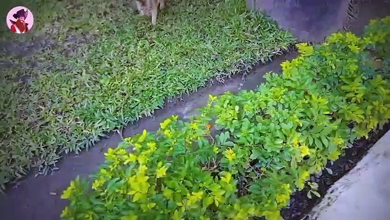 Die 15 mörderischsten Kampfmomente zwischen wilden Tieren