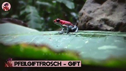 15 Tödliche Arten, Wie Sich Tiere Schützen