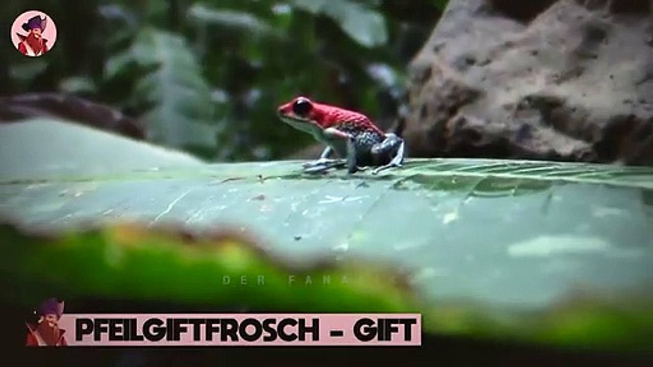 15 Tödliche Arten, Wie Sich Tiere Schützen