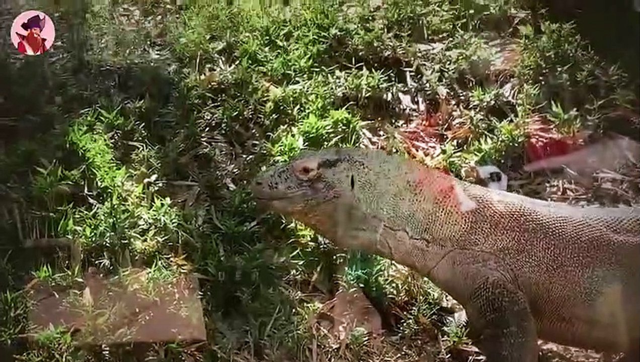 Beängstigende Und Ekelerregende Momente Von Komodowaranen, Die Um Futter Kämpfen