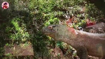Beängstigende Und Ekelerregende Momente Von Komodowaranen, Die Um Futter Kämpfen