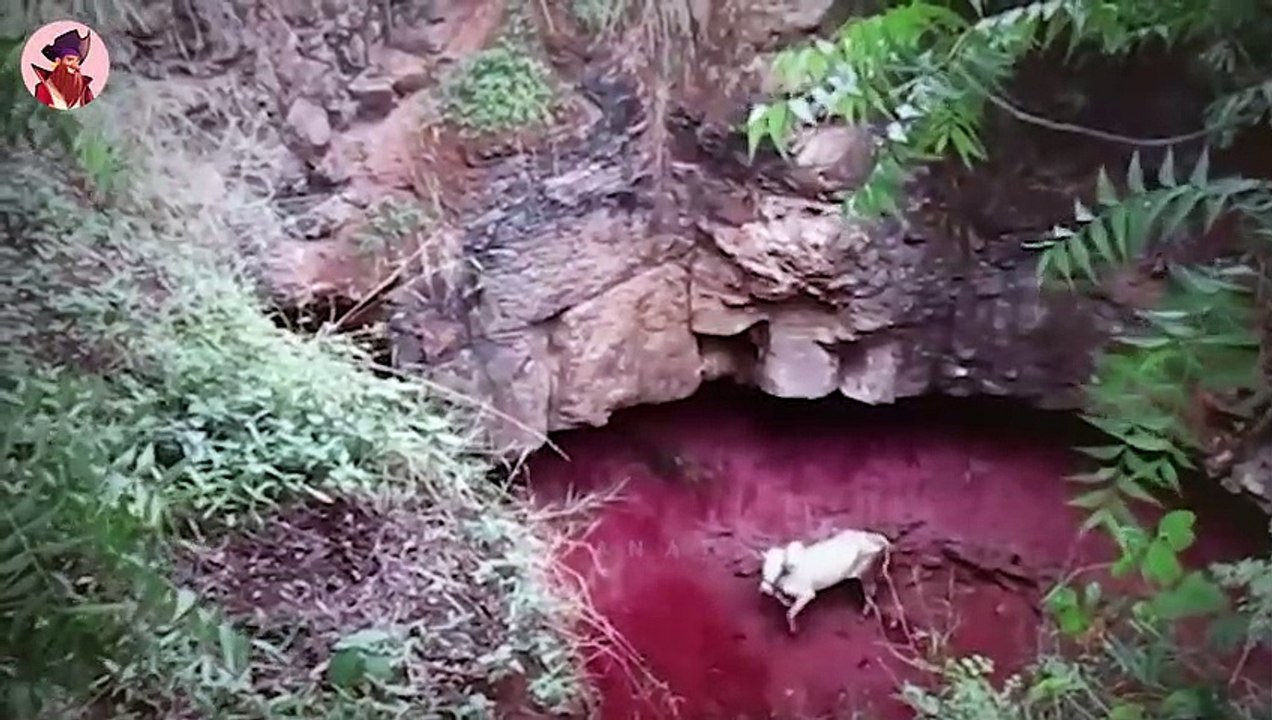 Tiere, Die Menschen Um Hilfe Bitten