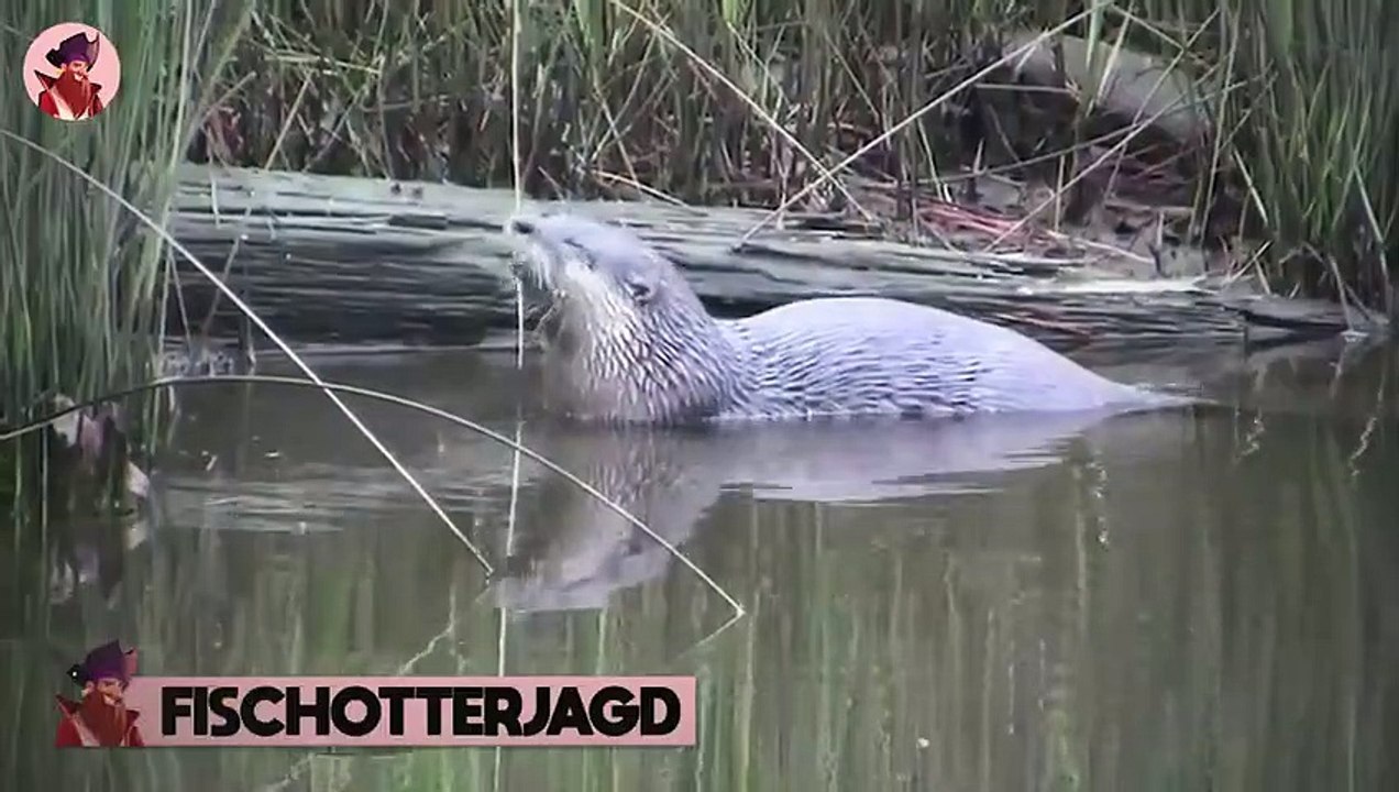 Die 15 Besten Jagdmomente Von Unterwasserkönigen