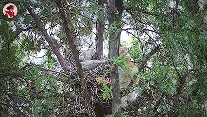 Gewalttätige und brutale Momente von wilden Tieren auf der Jagd