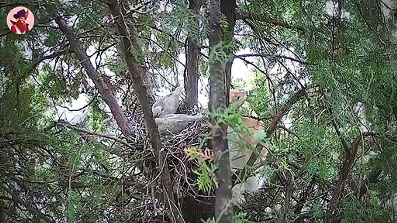 Gewalttätige und brutale Momente von wilden Tieren auf der Jagd