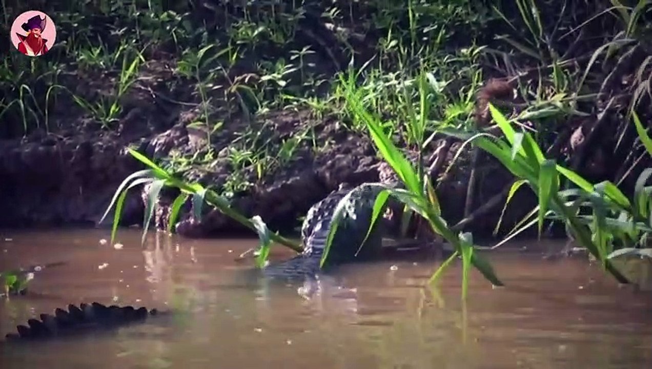Die verrücktesten Jagd- und Kampfmomente von Krokodilen auf Kamera festgehalten