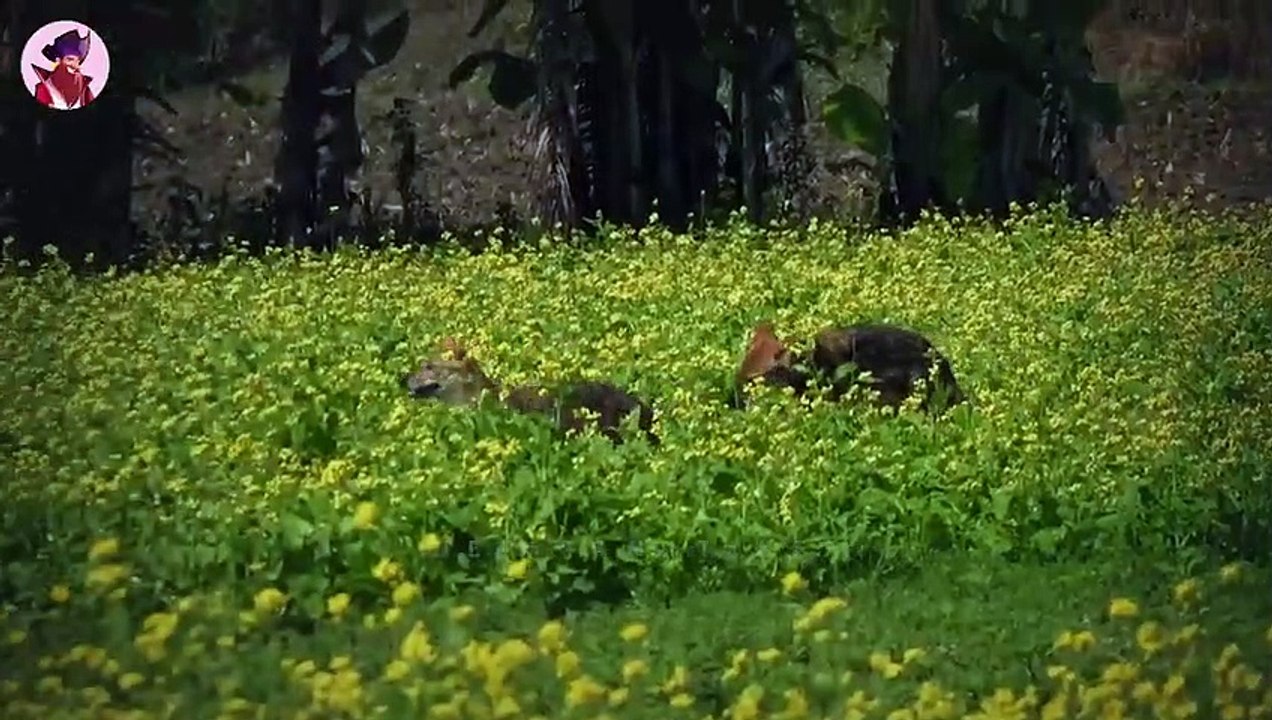 Momente in denen Schakale anderen Jägern die Nahrung stehlen