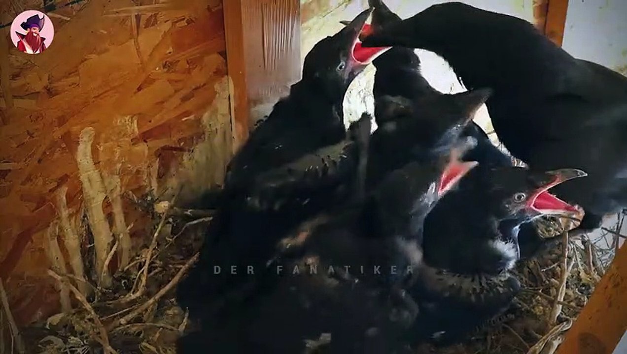 Ist Der Rabe Der Klügste Aller Vögel