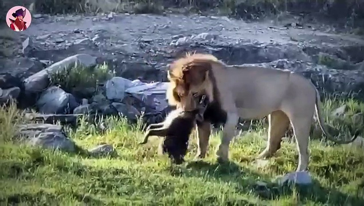 Die besten Momente, wenn Raubtiere wild und brutal gejagt werden