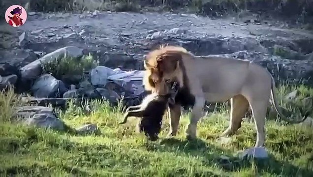 Die besten Momente, wenn Raubtiere wild und brutal gejagt werden