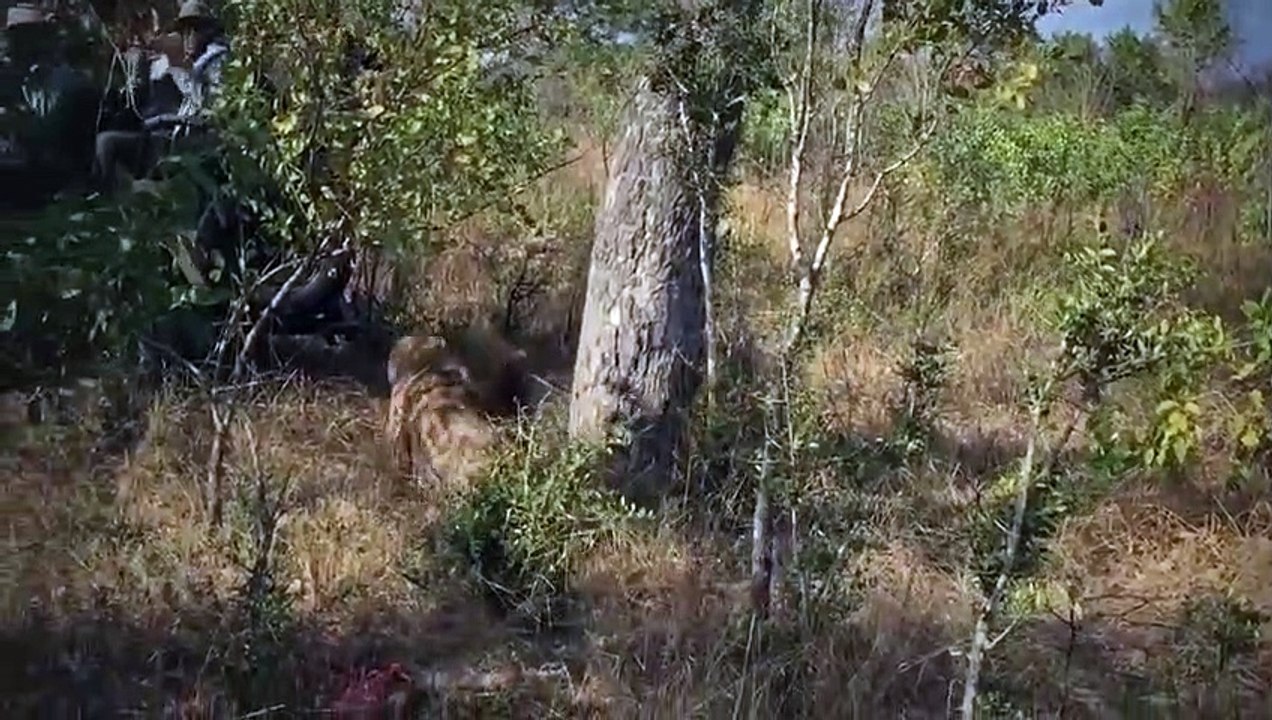 Die 15 töglichsten Angriffe & Jagden von Hyänen!!