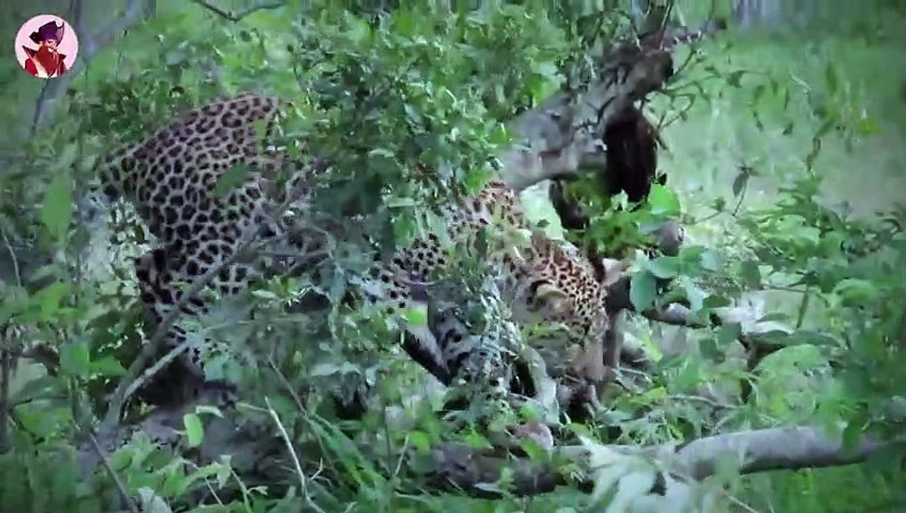 Momente junger Raubtiere bei ihren ersten wilden Jagden