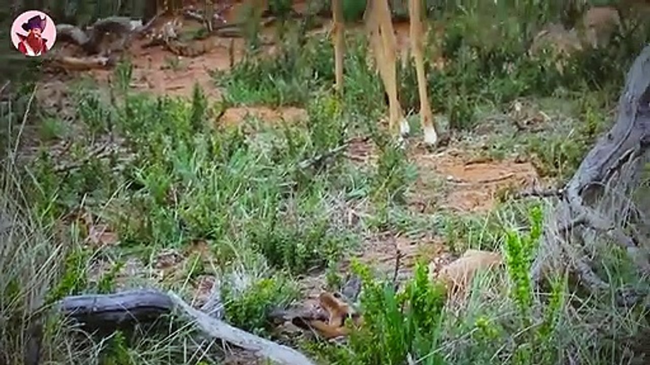 Die Unglaublichsten Und Stärksten Schlangen Der Welt