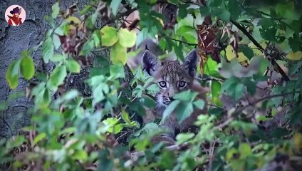 Die seltensten Jagdmomente von Luchsen und Rotluchsen auf Kamera festgehalten