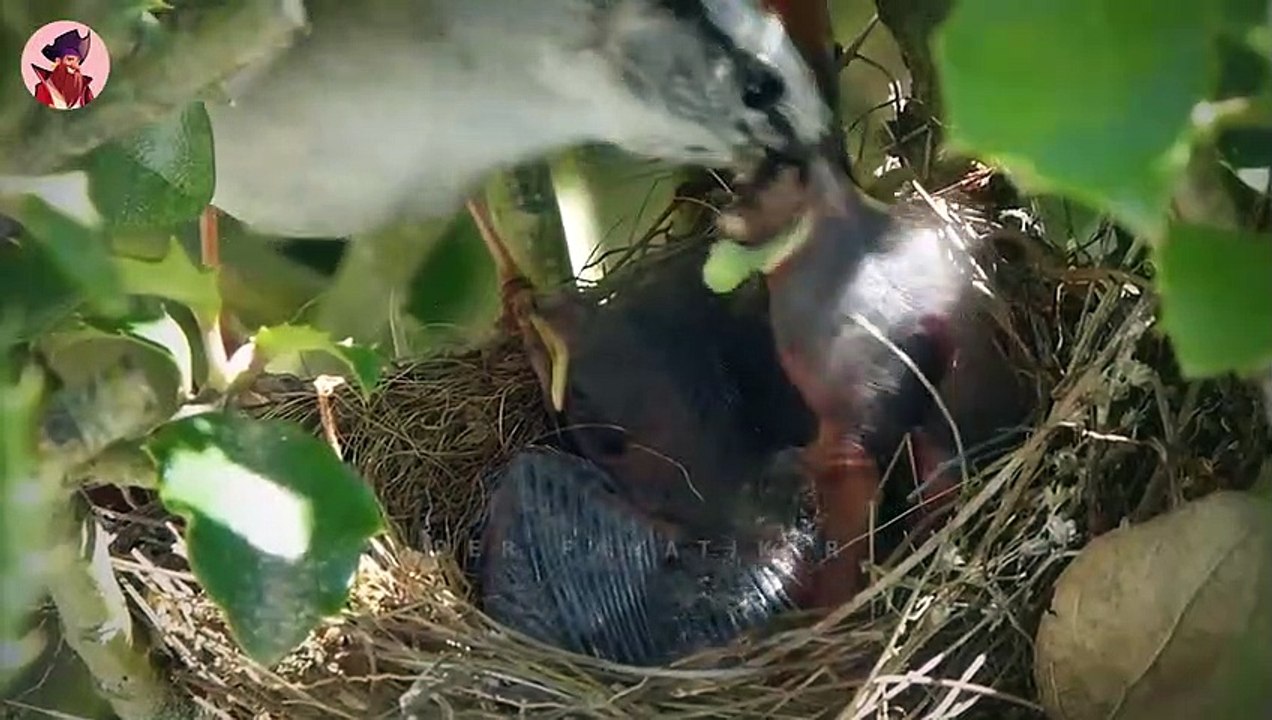 15 wahnsinnig brutale Vögel bei der Jagd auf ihre Beute