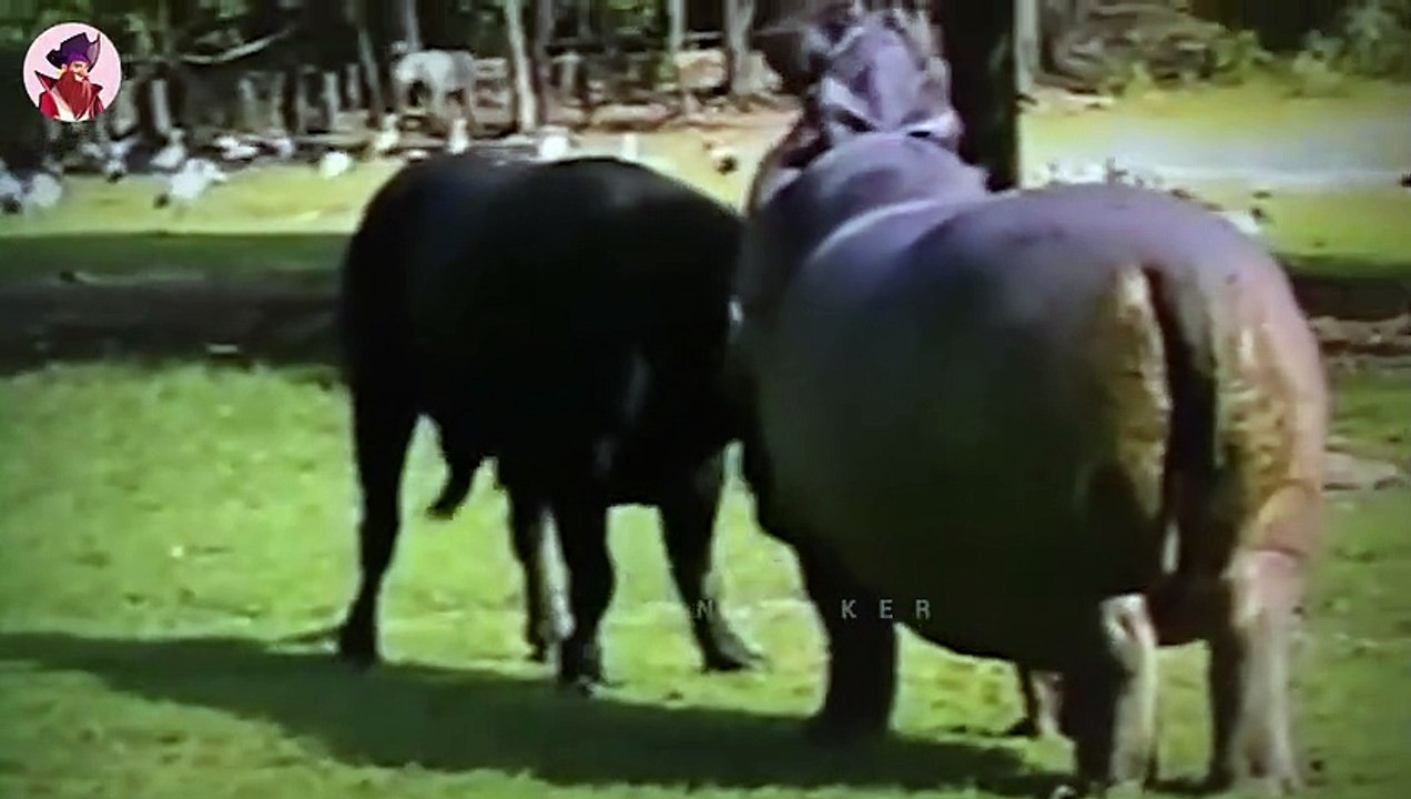 Schlachten Der Wildnis! Wenn Schwere Tiere Gegeneinander Kämpfen!