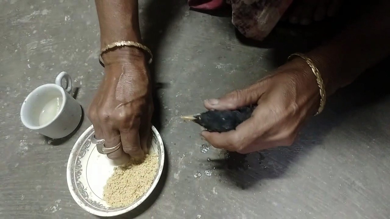 Bird feeding on hand