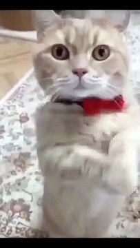 Funniest Videos 2022 Funny Cats #cute #cat #short #24