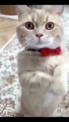 Funniest Videos 2022  Funny Cats  #cute #cat #short #24