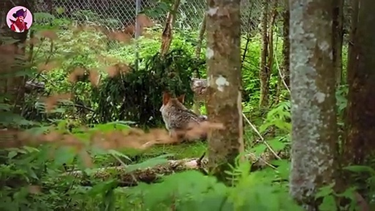 WÖLFE Seltene und grausame Raubtiere!