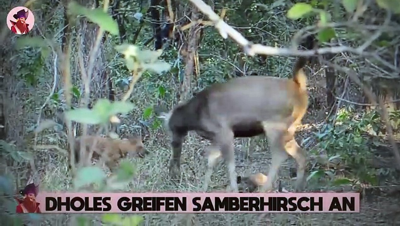 Top 15 brutale Momente von Raubtieren, die Neugeborene angreifen