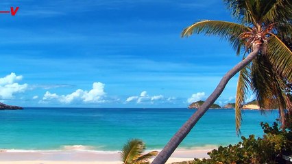 Top Tips to Stay Safe and Prevent Shark Attacks This Summer 🦈