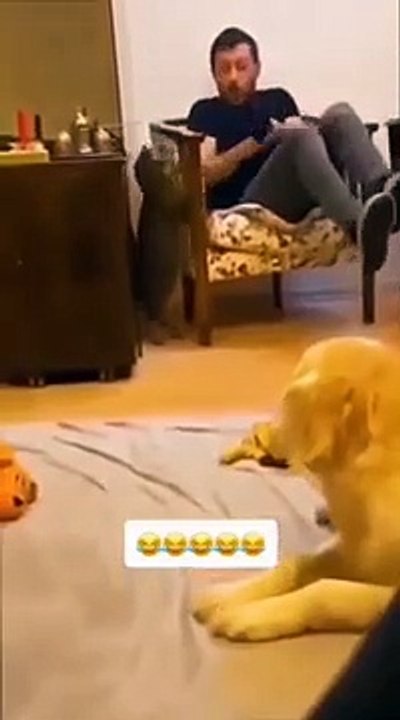 funny animals compilation#