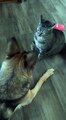 funny cat and dog fights#shorts